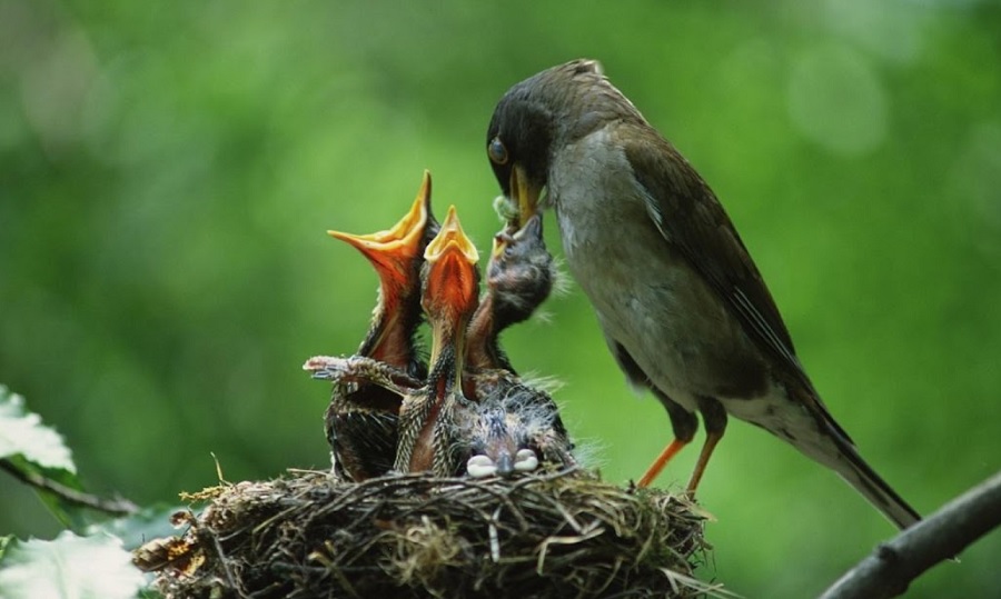 bird-feeding-baby
