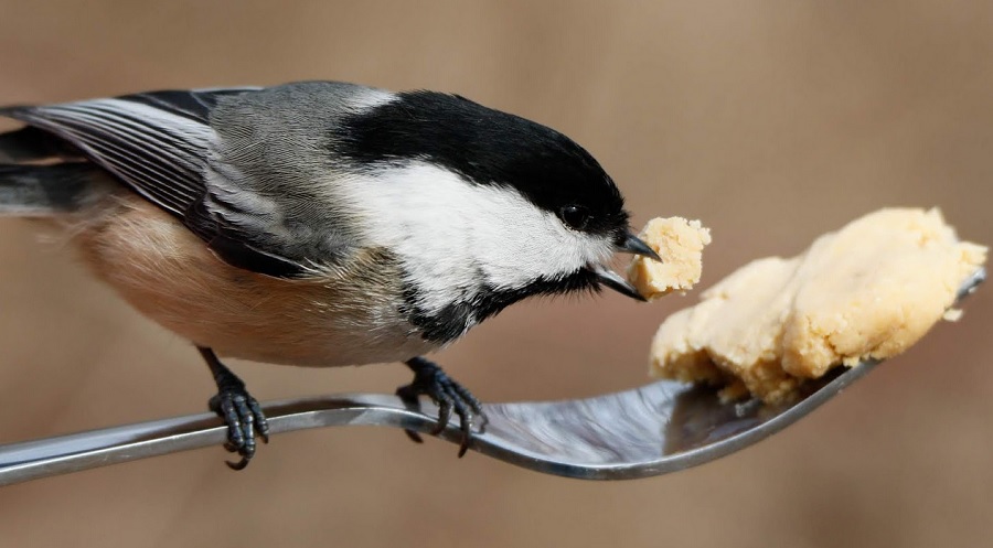 bird-sense-food