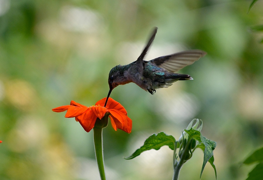 humming-bird-on-flower